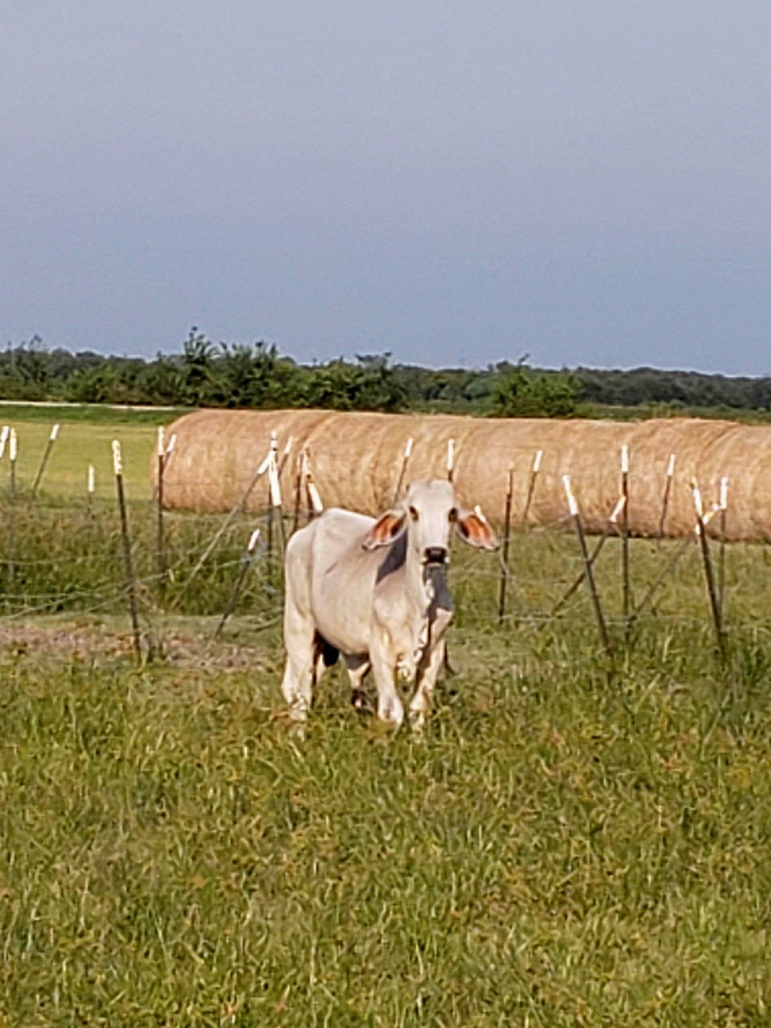 Money More Money Cattle Co.