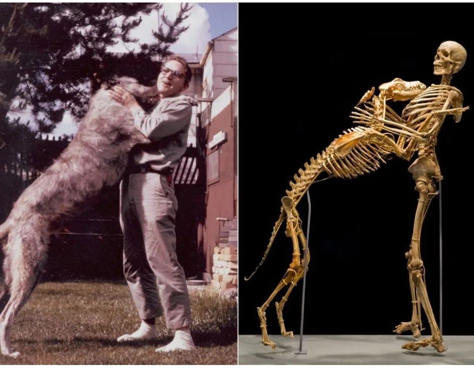 Grover Krantz, Bigfoot expert and WSU professor