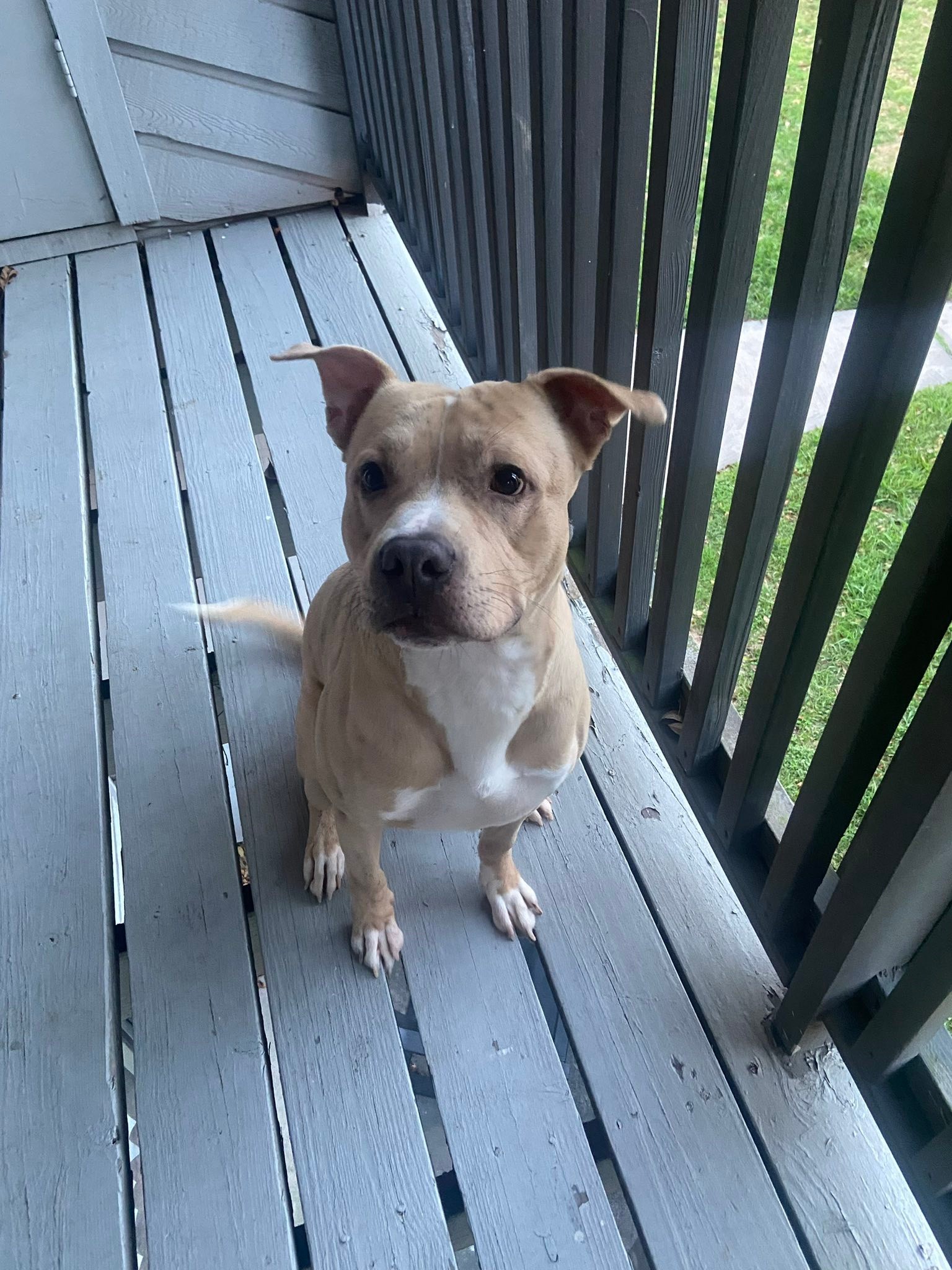 Meet Broly, a 1.5 year old pitbull mix