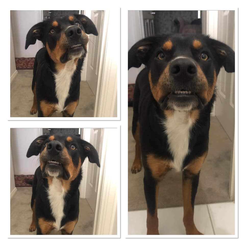 🎉 🐾COMPETITION TIME🐾🎉... - Main Ridge Veterinary Clinic | Facebook