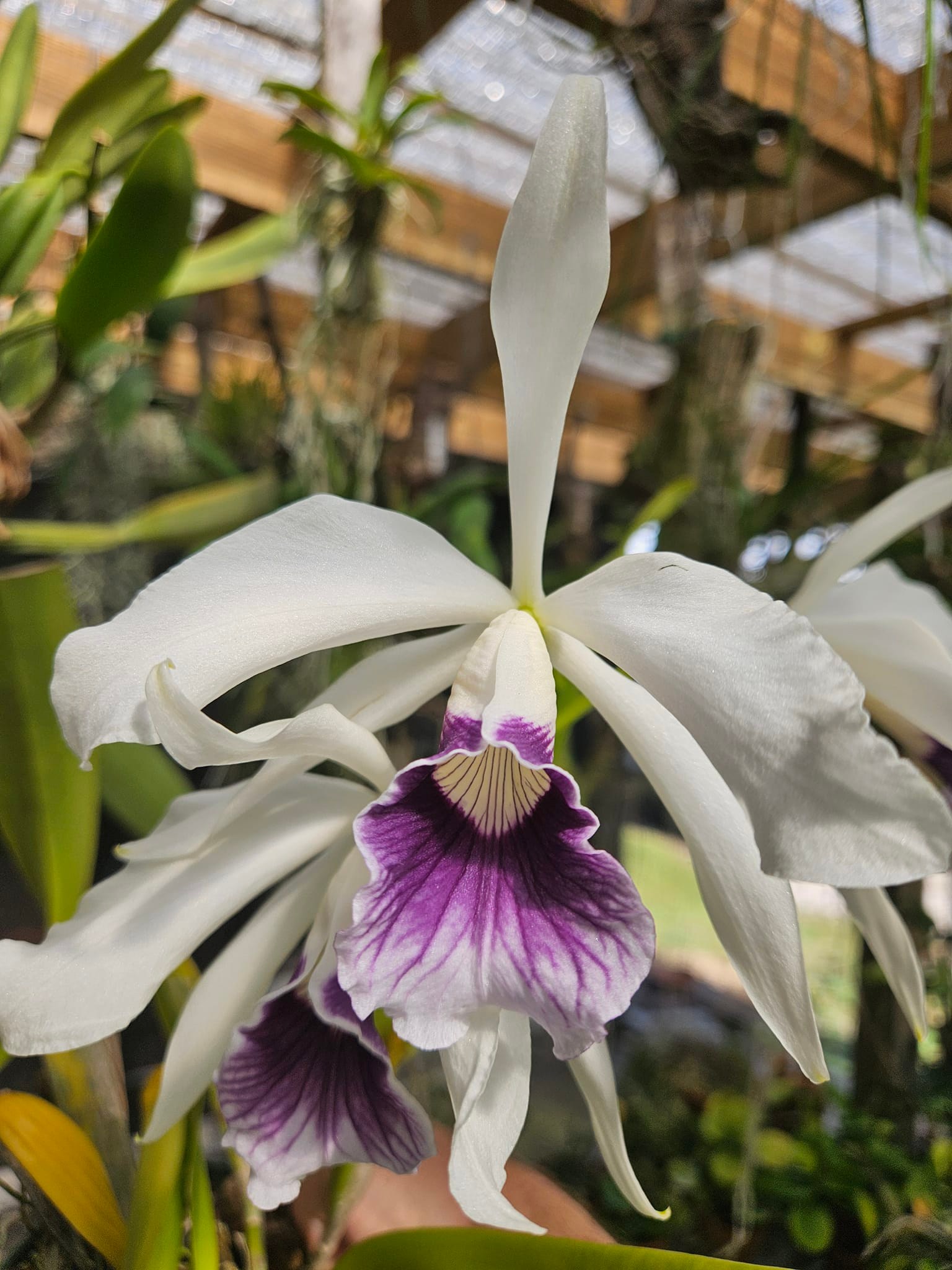 First bloom of cattleya purpurata fma werkhauseri orchid