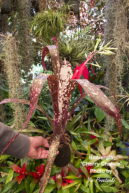Billbergia 'Talbot Cherry Maple' growing in Australia