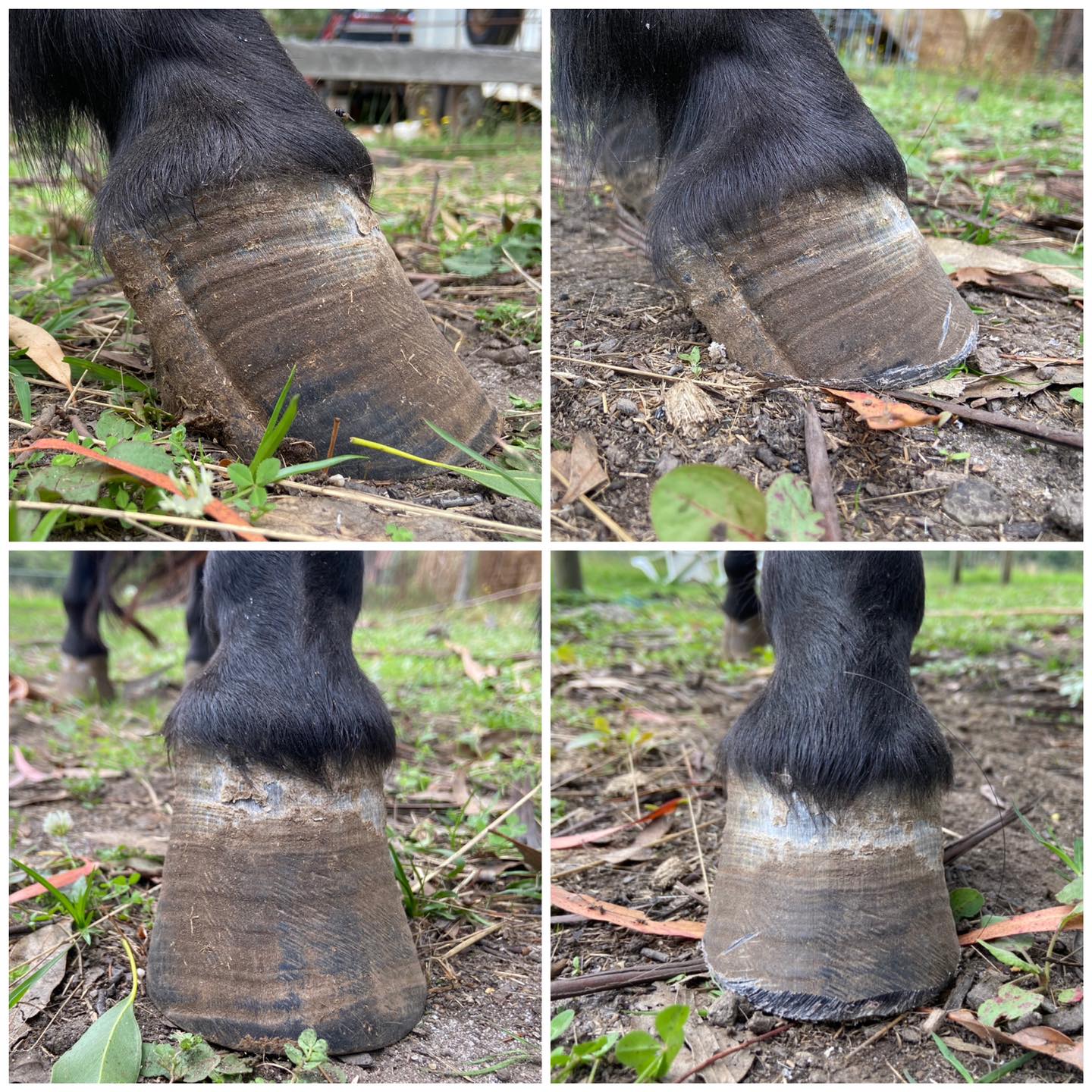 I was just walking around... - Holistic Horse Education