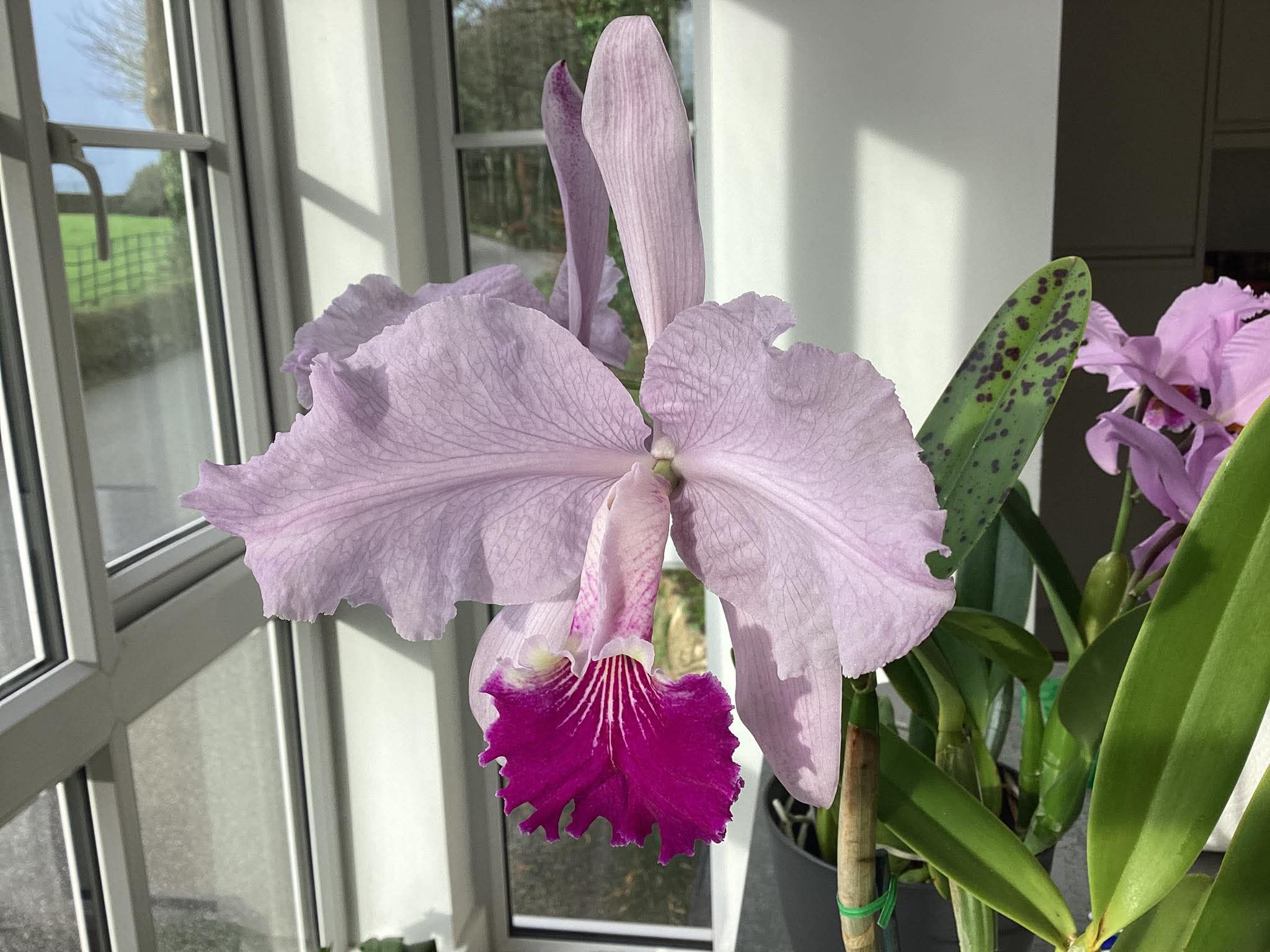 C. lueddemanniana vinicolor 'Bassi' x purpurea 'Cosmica' 12