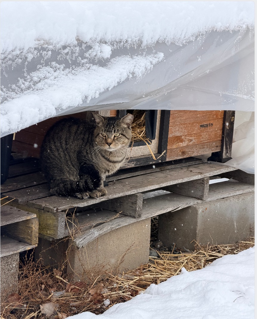 Cat Crew Rescue - Cat Crew Rescue added a new photo.