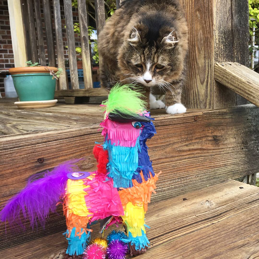 Kitty fiesta! Piñatas are back! - in... - Stark Raving Cat | Facebook