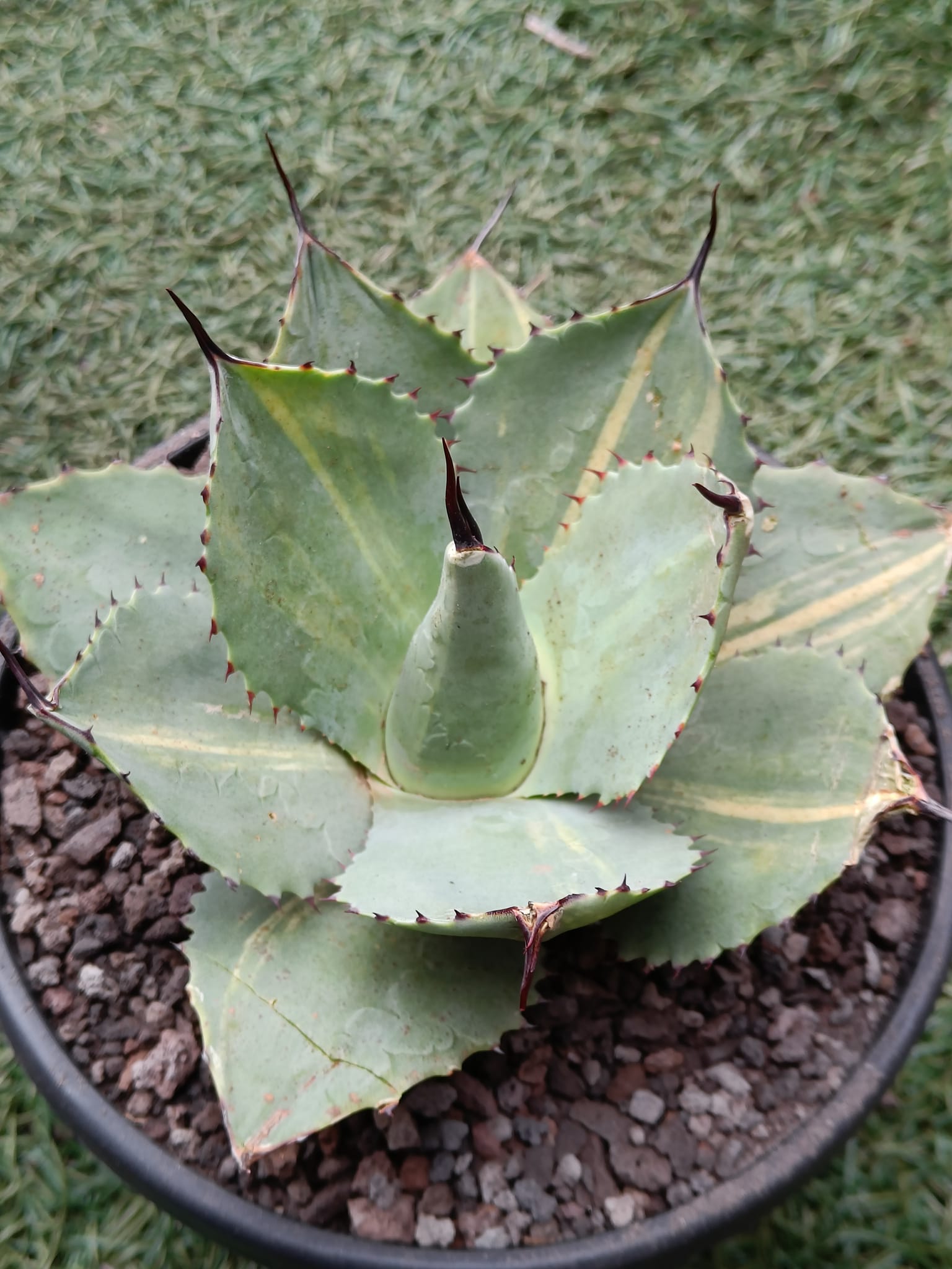 Agave ovatifolia 'Awakening Angel' at Juniper Level Botanic Garden