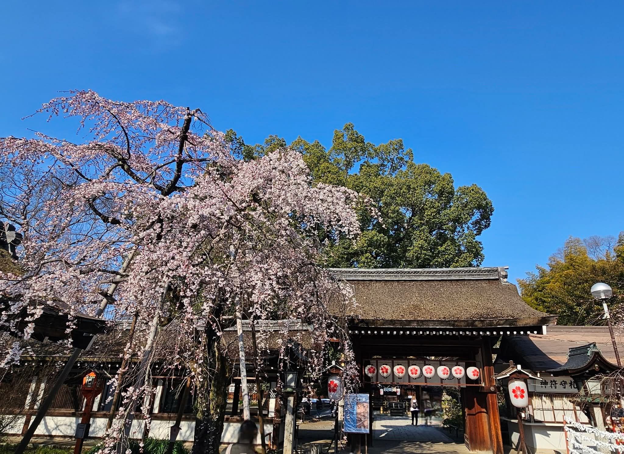 撮影場所：京都市北区平野神社 撮影日時：2026年3月21日8時半頃 