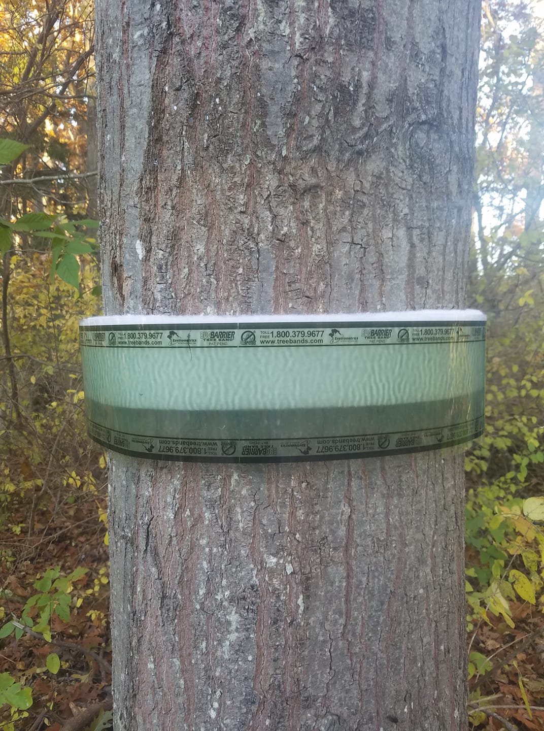 Blue Ox Tree Service | Portland ME