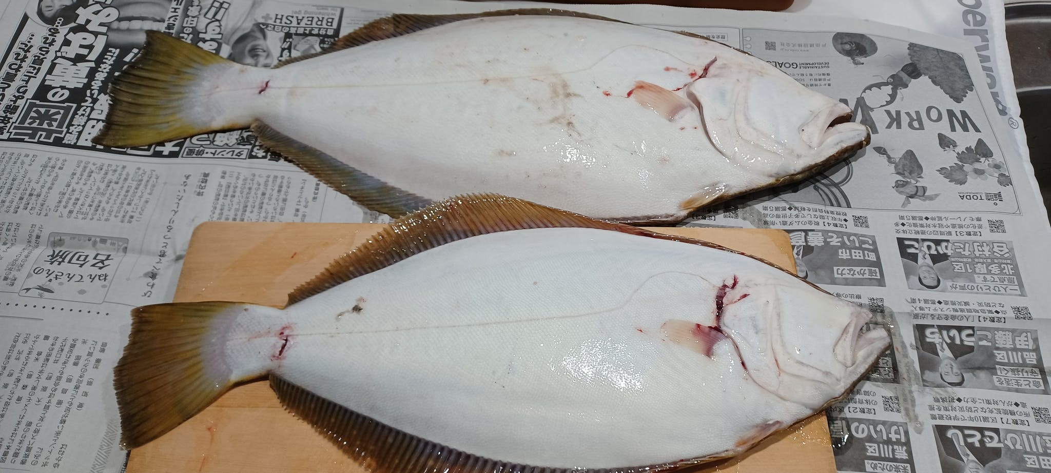 手作りの楽しみ ヒラメ 日本海 小樽 オタモイ海岸沖 初物 初釣り 長さ59cm 50cmの大物 فيسبوك