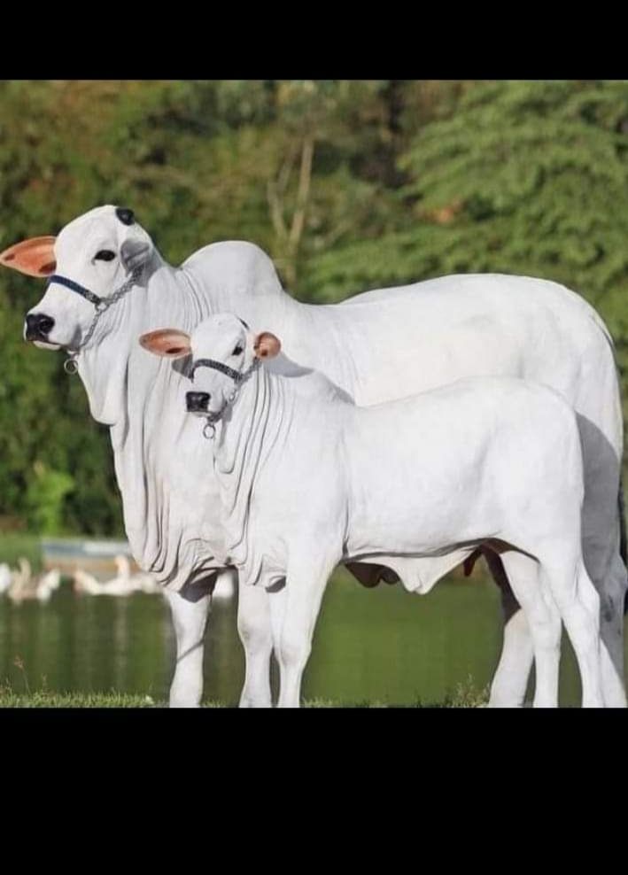 jual beli sapi air batu/kisaran dan sekitar nya.... | Facebook