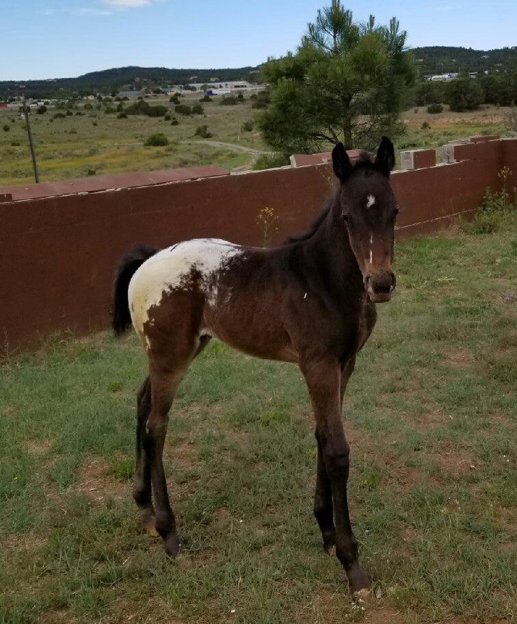 Rolling Thunder Ranch
