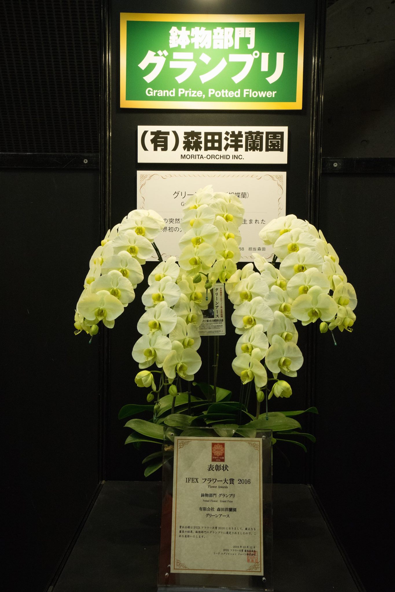 English Follows Japanese 森田洋蘭園 Morita Orchid Inc Facebook