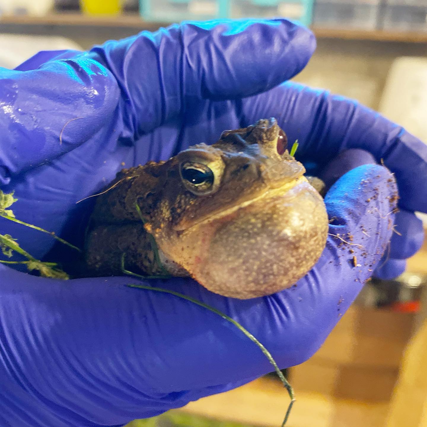 Check out this toad-ally... - West Shore Wildlife Center