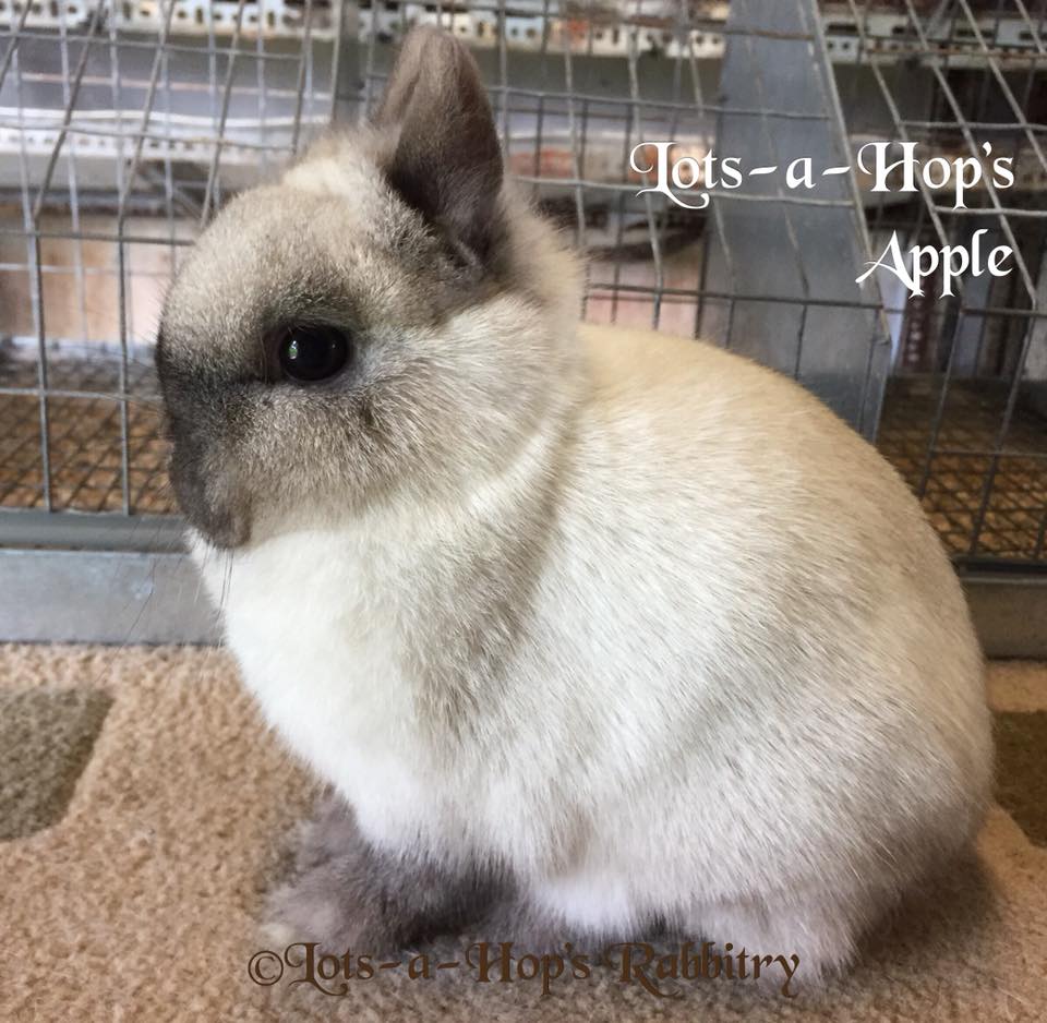 Lots-a-Hop’s Rabbitry