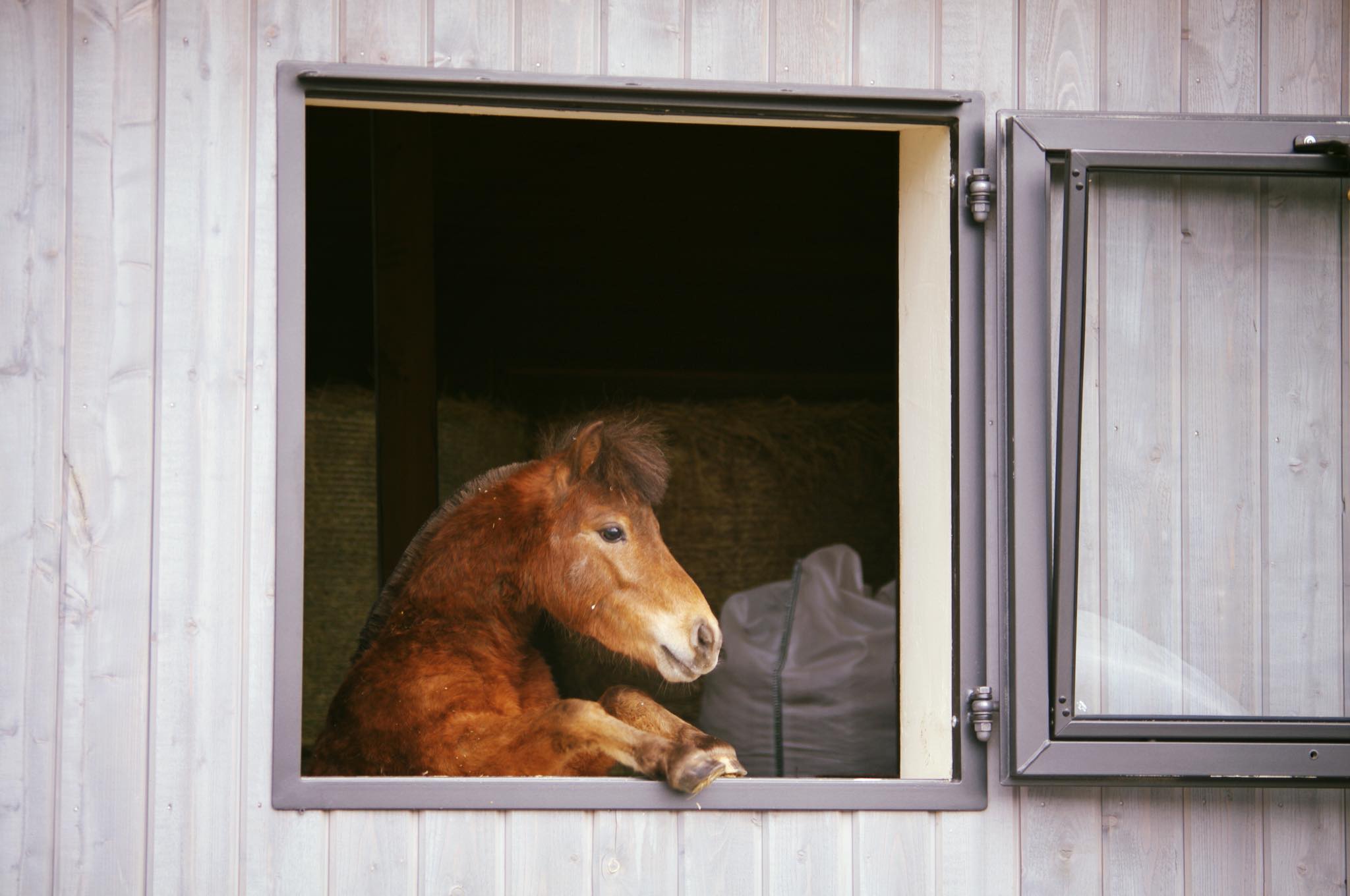 Black Horse stables Home Facebook