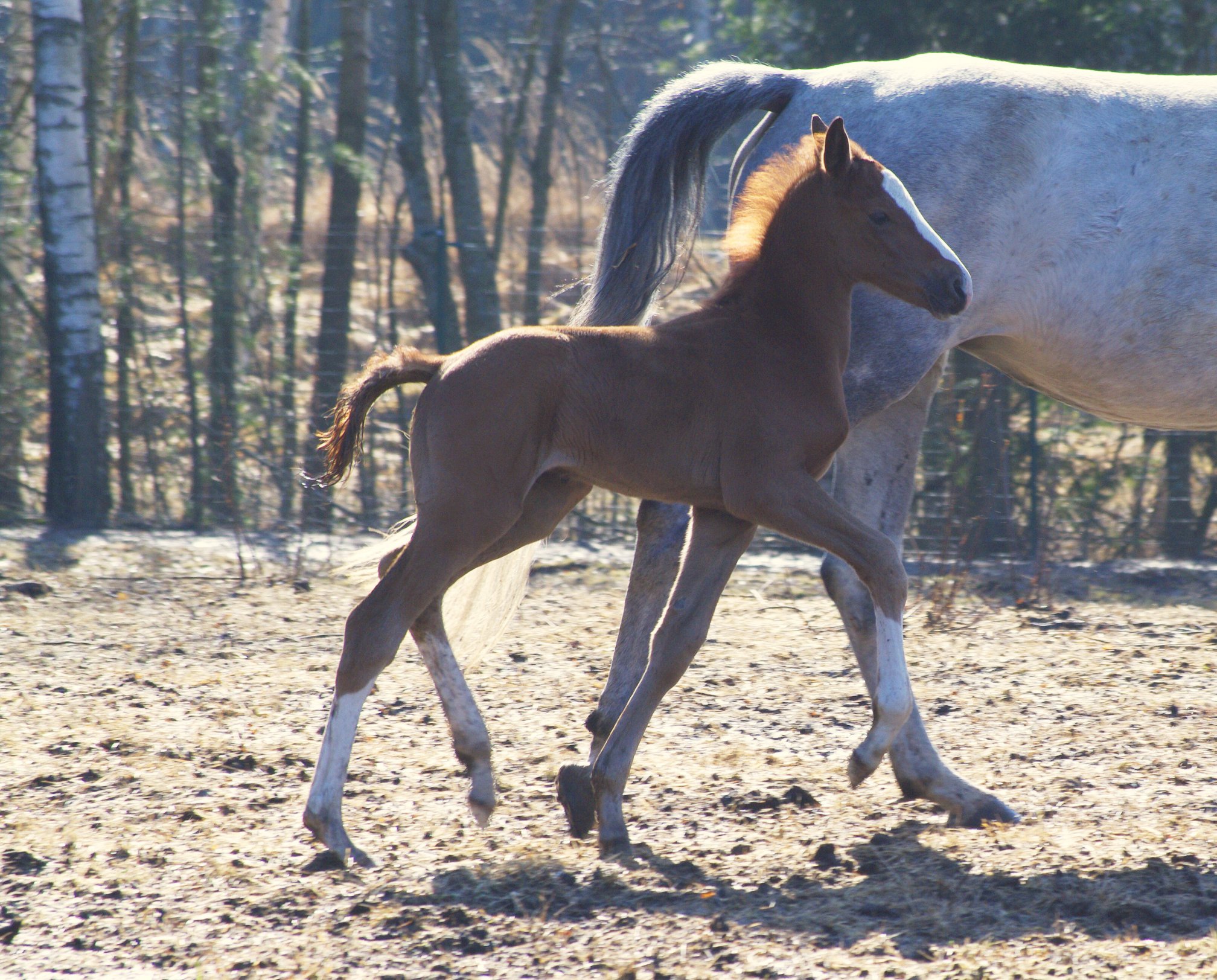 Black Horse stables Home Facebook