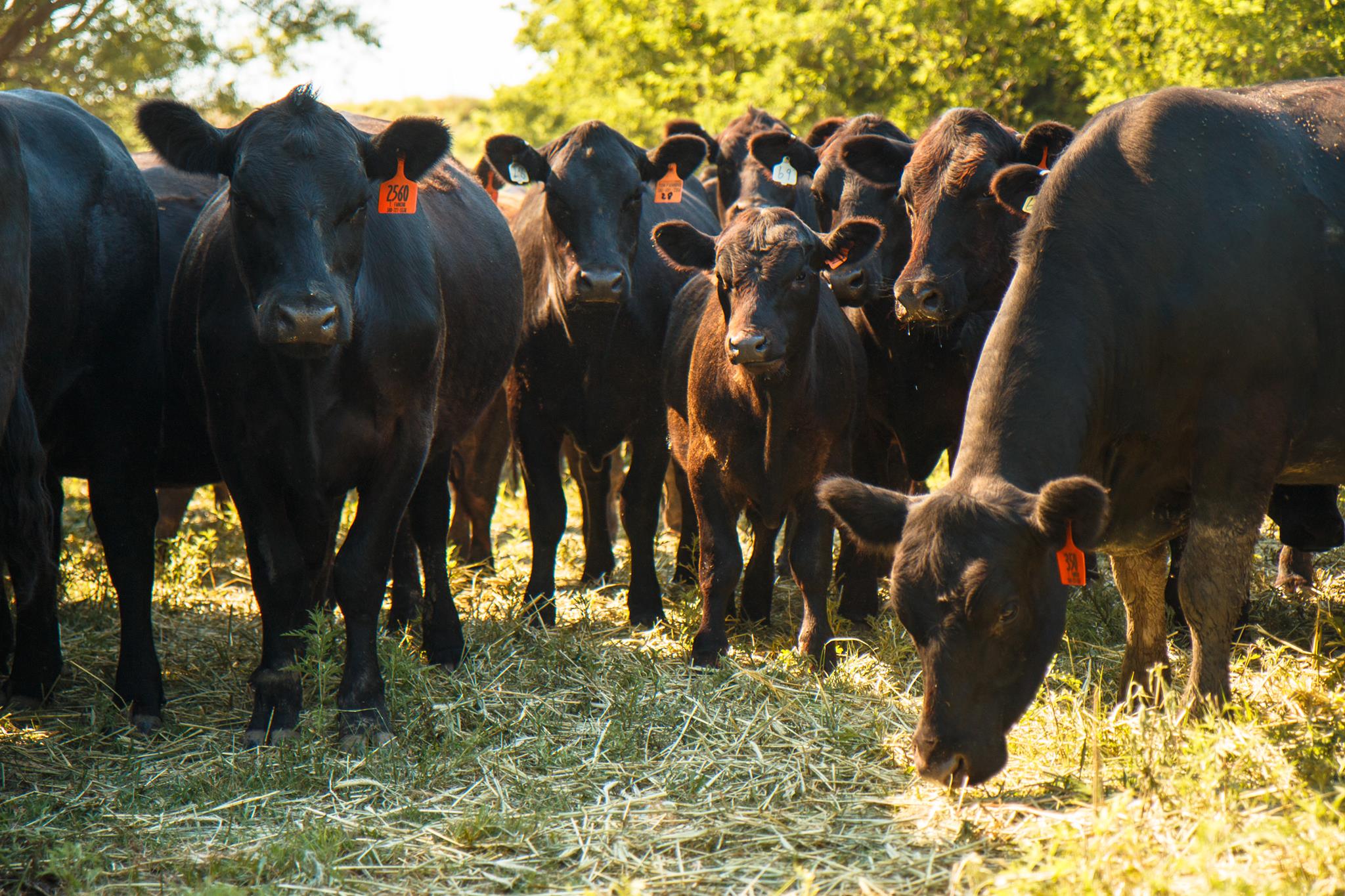 The BEEF Project