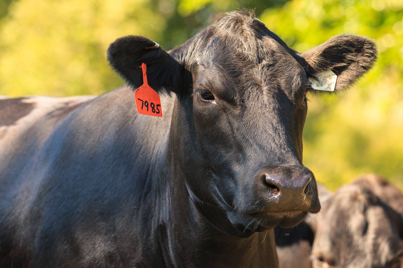 The BEEF Project
