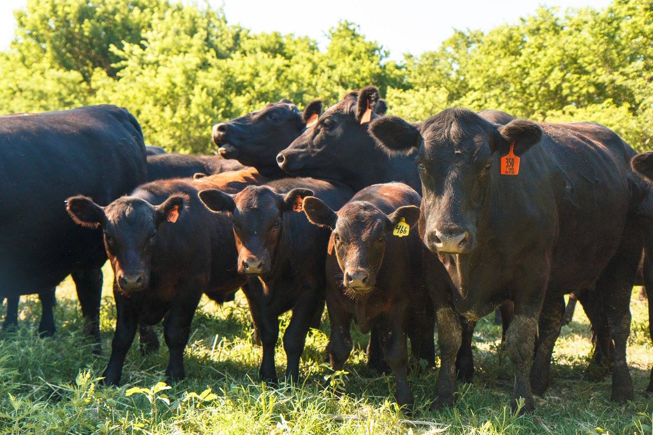 The BEEF Project