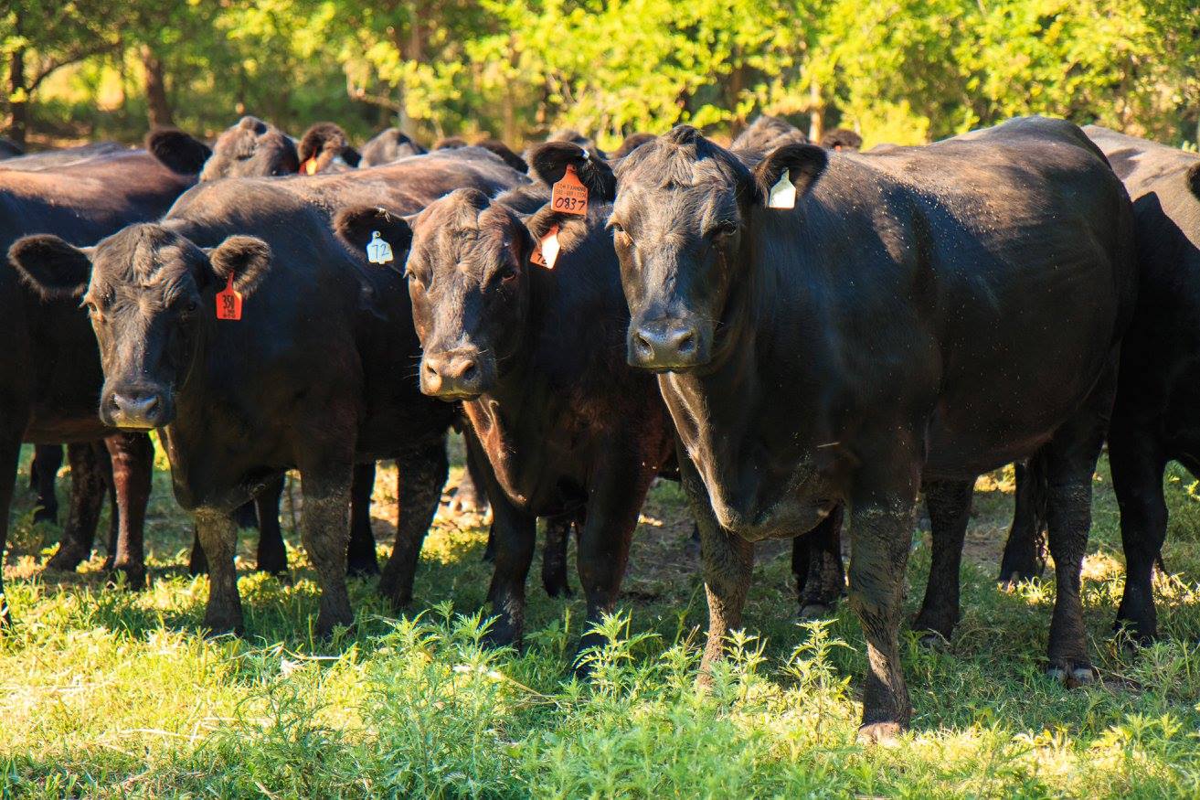 The BEEF Project
