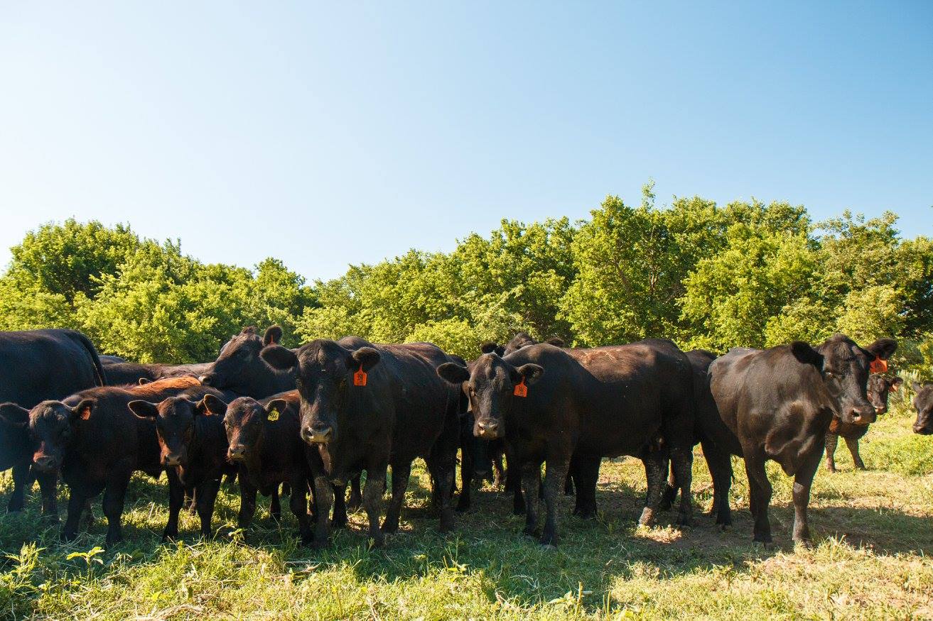 The BEEF Project