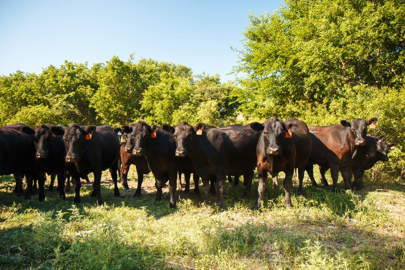 The BEEF Project