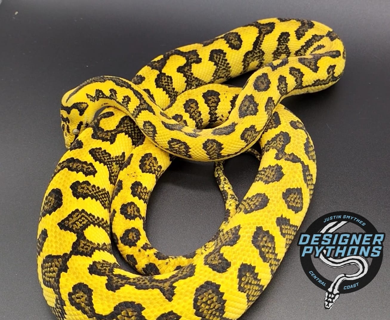 I have named her... - Justin Smythe's Designer Pythons | Facebook
