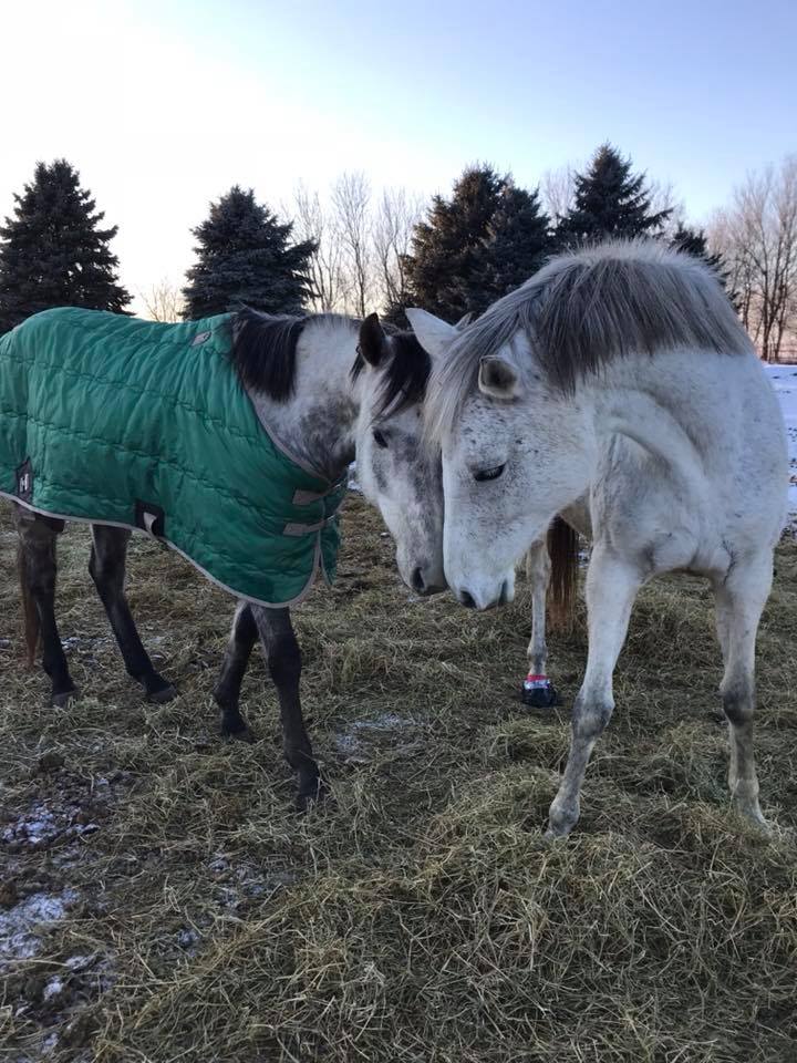 Windy Ridge Ranch | Woodbury MN