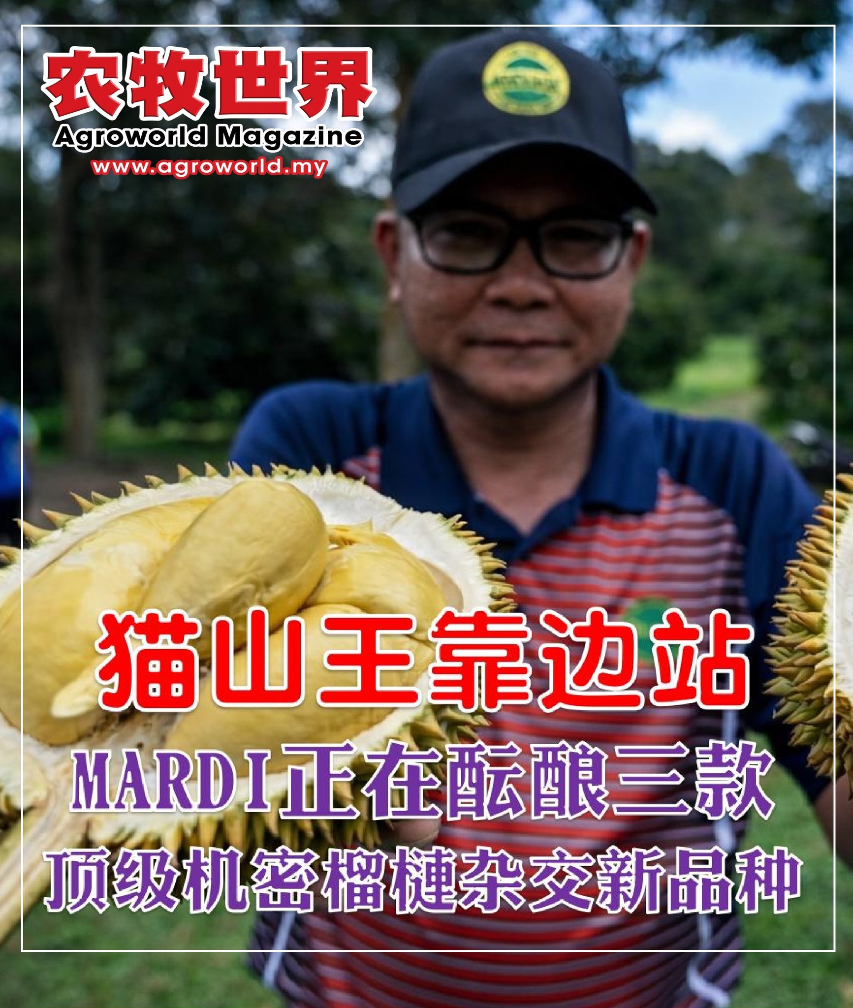 猫山王”靠边站， MARDI正在酝酿三款顶级机密榴莲杂交新品种江沙，7月5