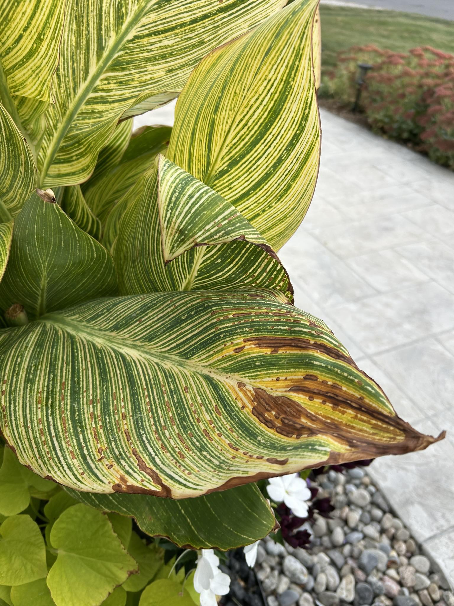 Master Gardeners of Ontario Facebook Group | Is this sun scorch or rust ...