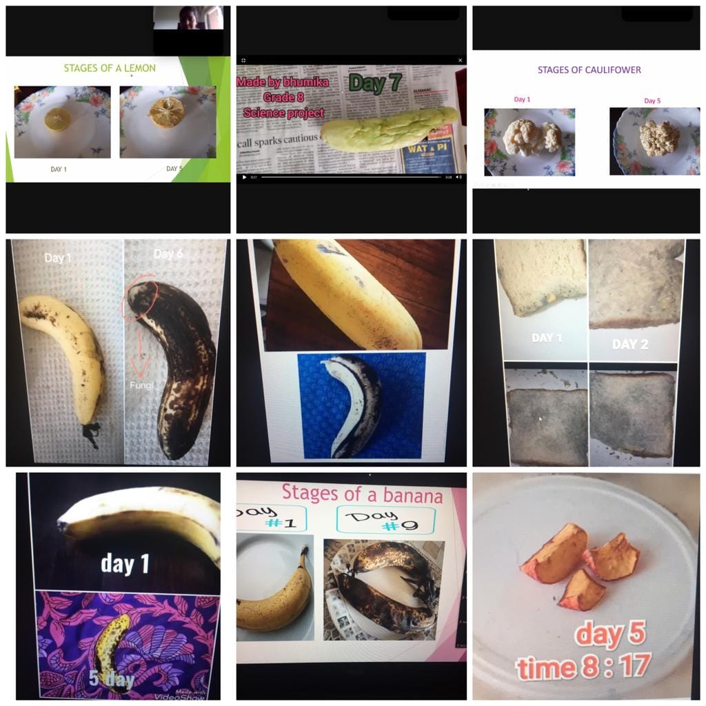 Grade 8 science activity Topic: Decomposers This science activity was ...
