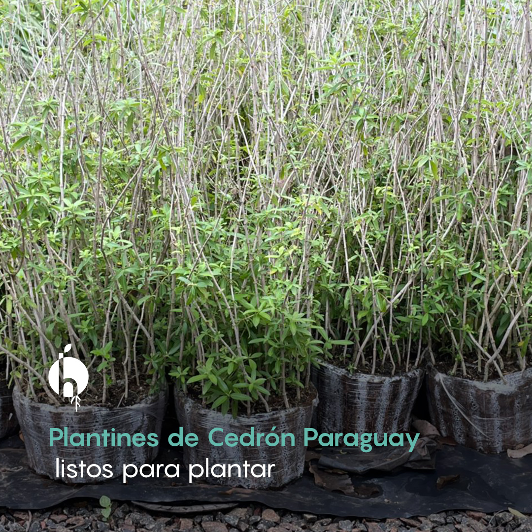 Hapó S.A. - El #CedrónParaguay es una de las plantas... | Facebook