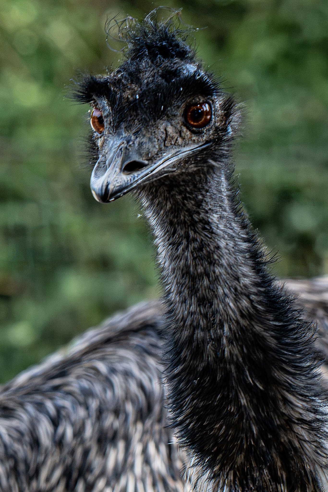 Emu