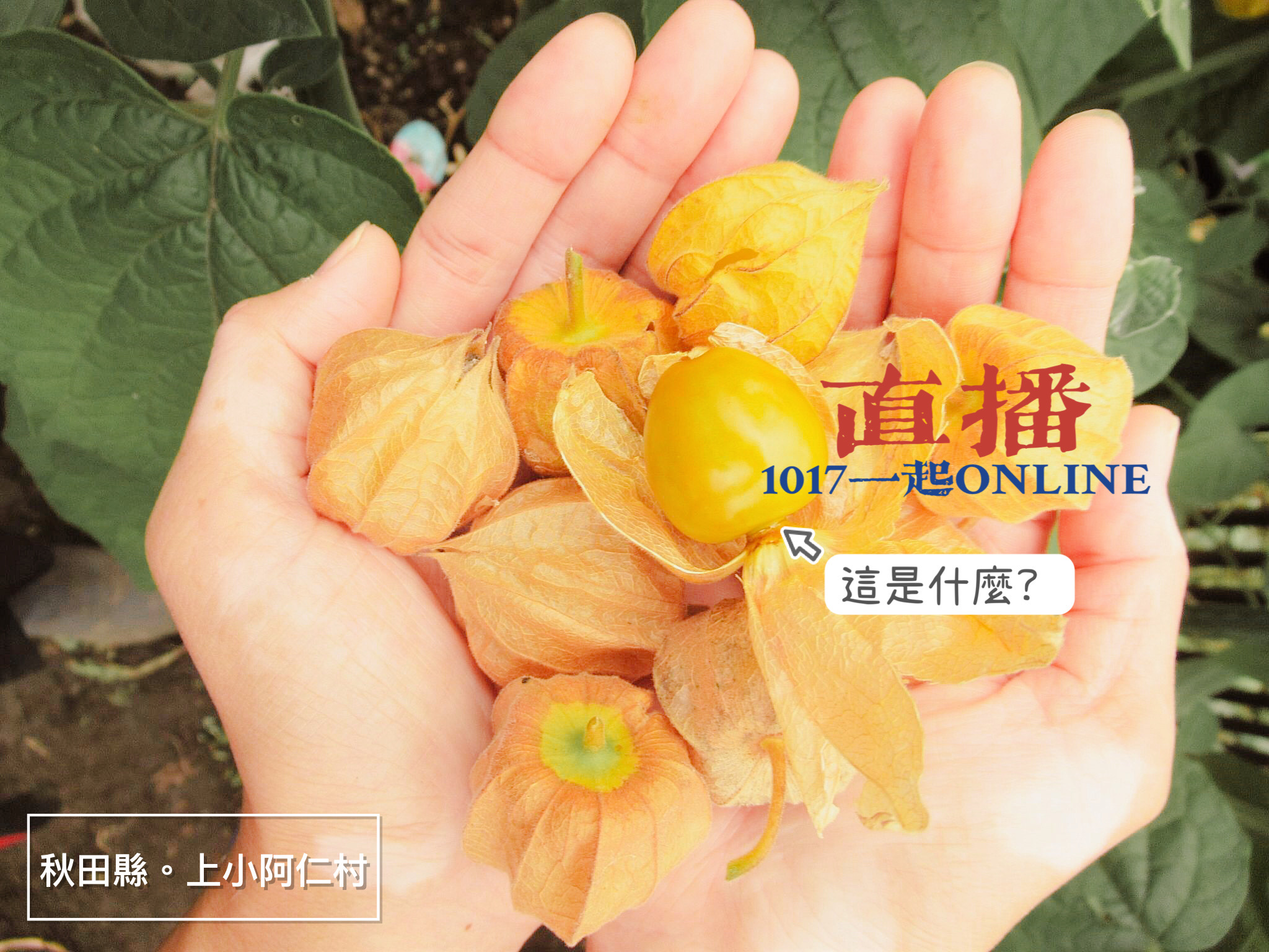 來去日本鄉下住一晚 - #樂在鄉下 這一顆顆金黃澄澄的果實，你知道是什麼嗎？...