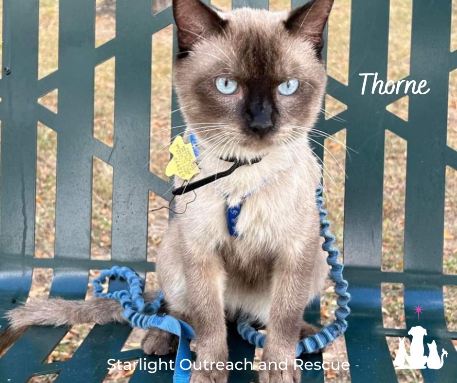 Meet Thorne! He’s an... - Starlight Outreach and Rescue