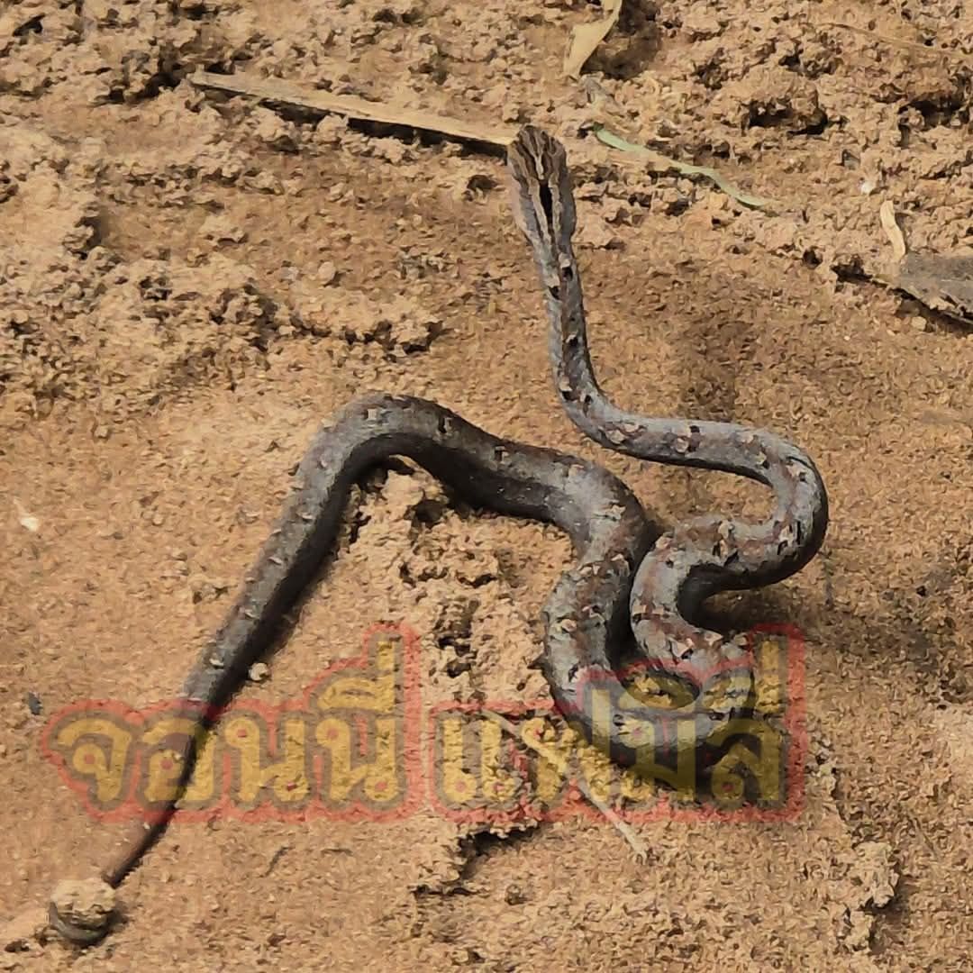 งูไทย...อะไรก็ได้ all about Thailand snakes | ขออนุญาตเจ้าของภาพครับ ...