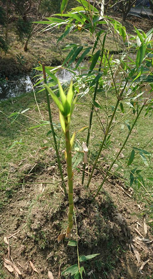 波瑟沙植善農場 - 綠竹筍的小新筍已經長成小竹子，開始冒出葉子來，看起來應該適應良好！ | Facebook