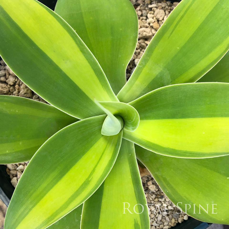 Royal Spine - 🔸🔶 Agave attenuata ‘Kara Stripes’ 🔶🔸 The... | Facebook