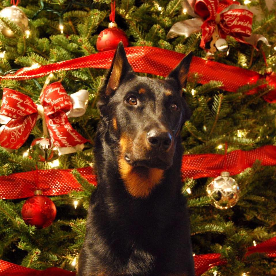Beauceron, Bas rouge, berger de beauce