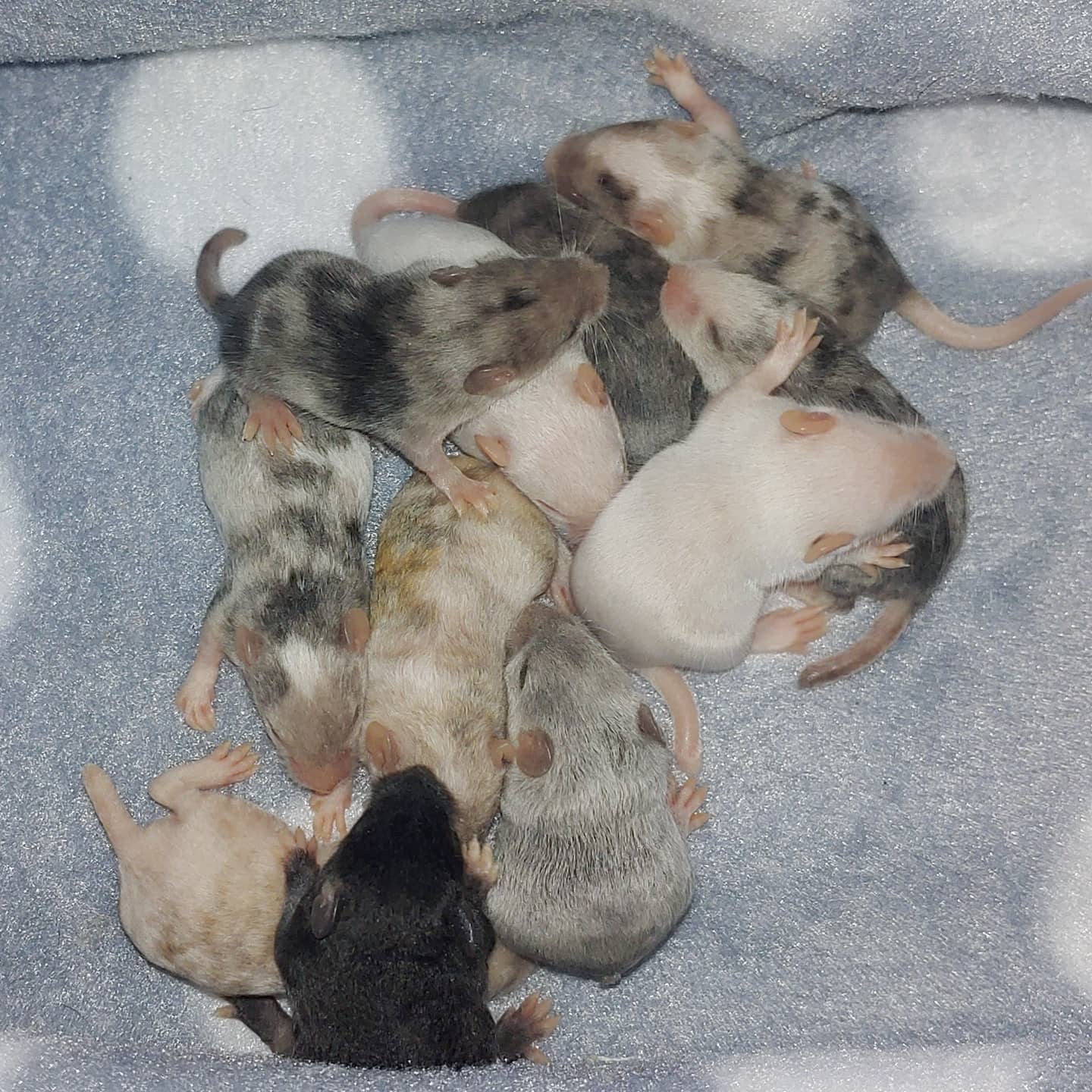 These might be the most colorful &... - Rocky Point Rattery | Facebook