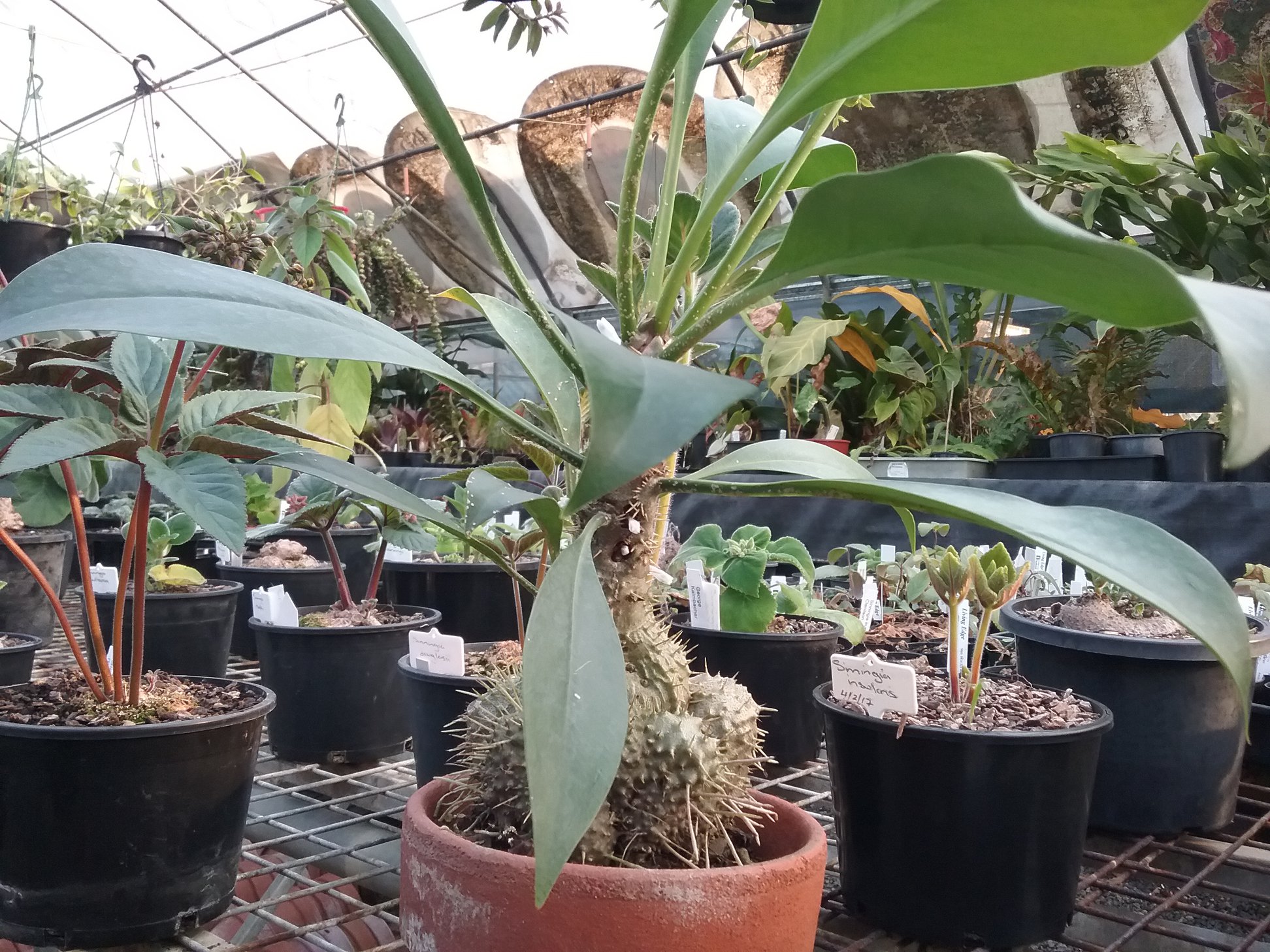 Do you like weird plants? Check out these Ant Plants (Myrmephytum