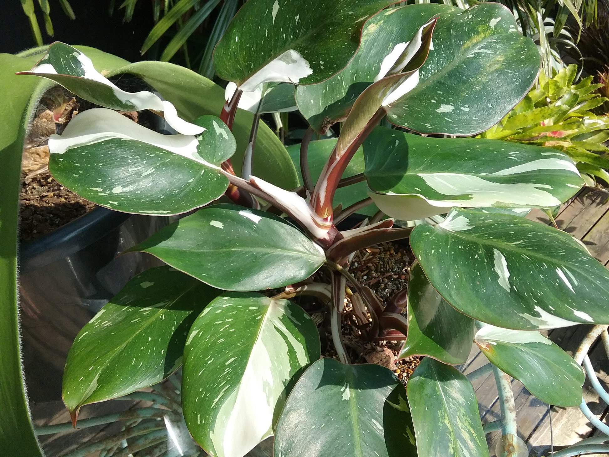 Do you like weird plants? Check out these Ant Plants (Myrmephytum