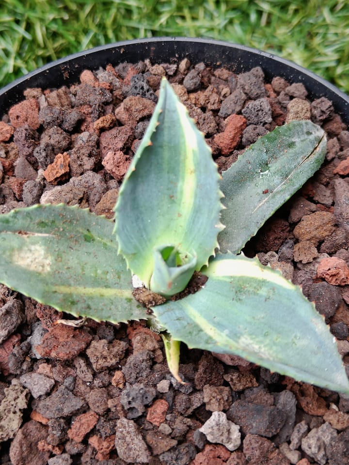 Agave ovatifolia 'Awakening Angel' at Juniper Level Botanic Garden