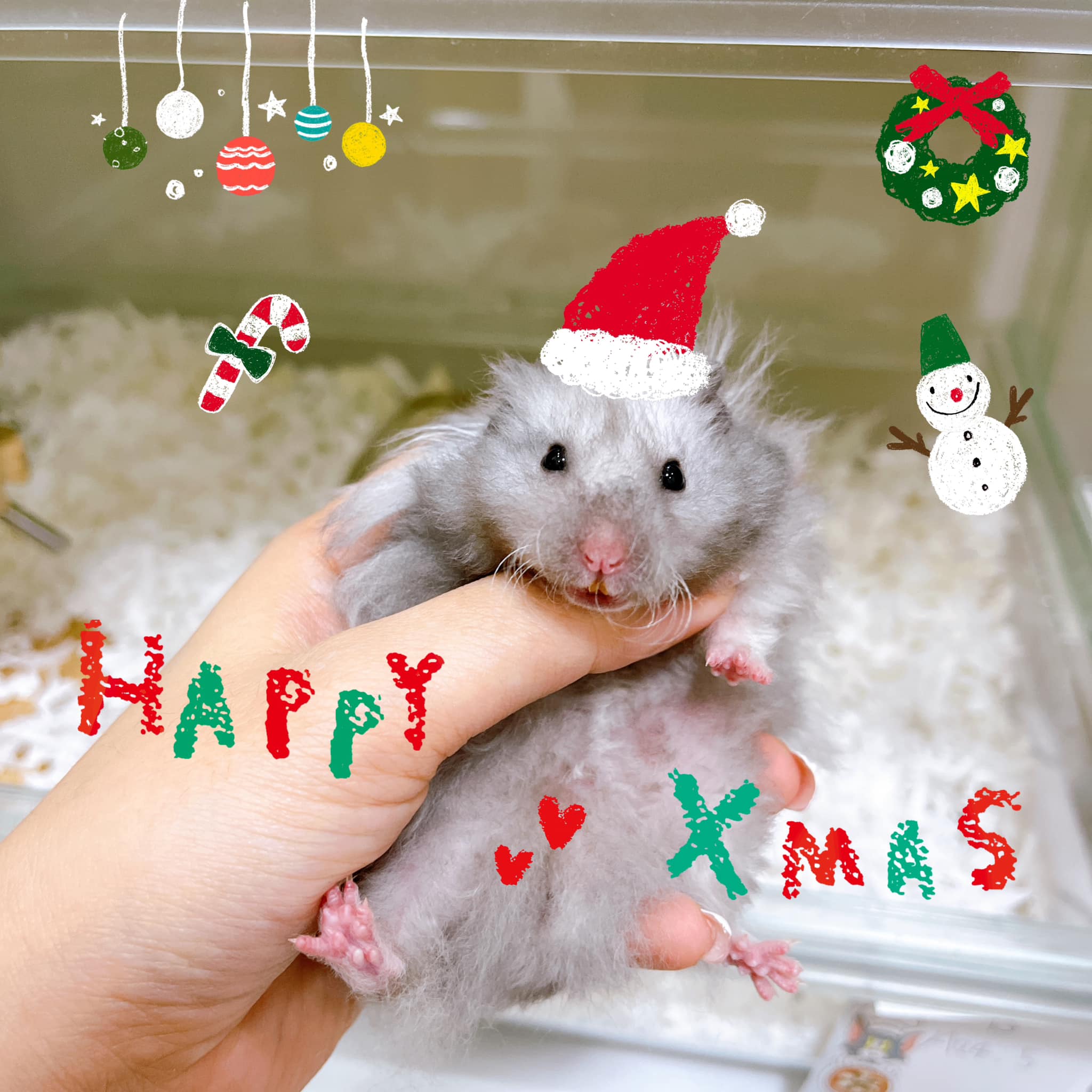 TOMO Hamster Farm โทโมะฟาร์ม