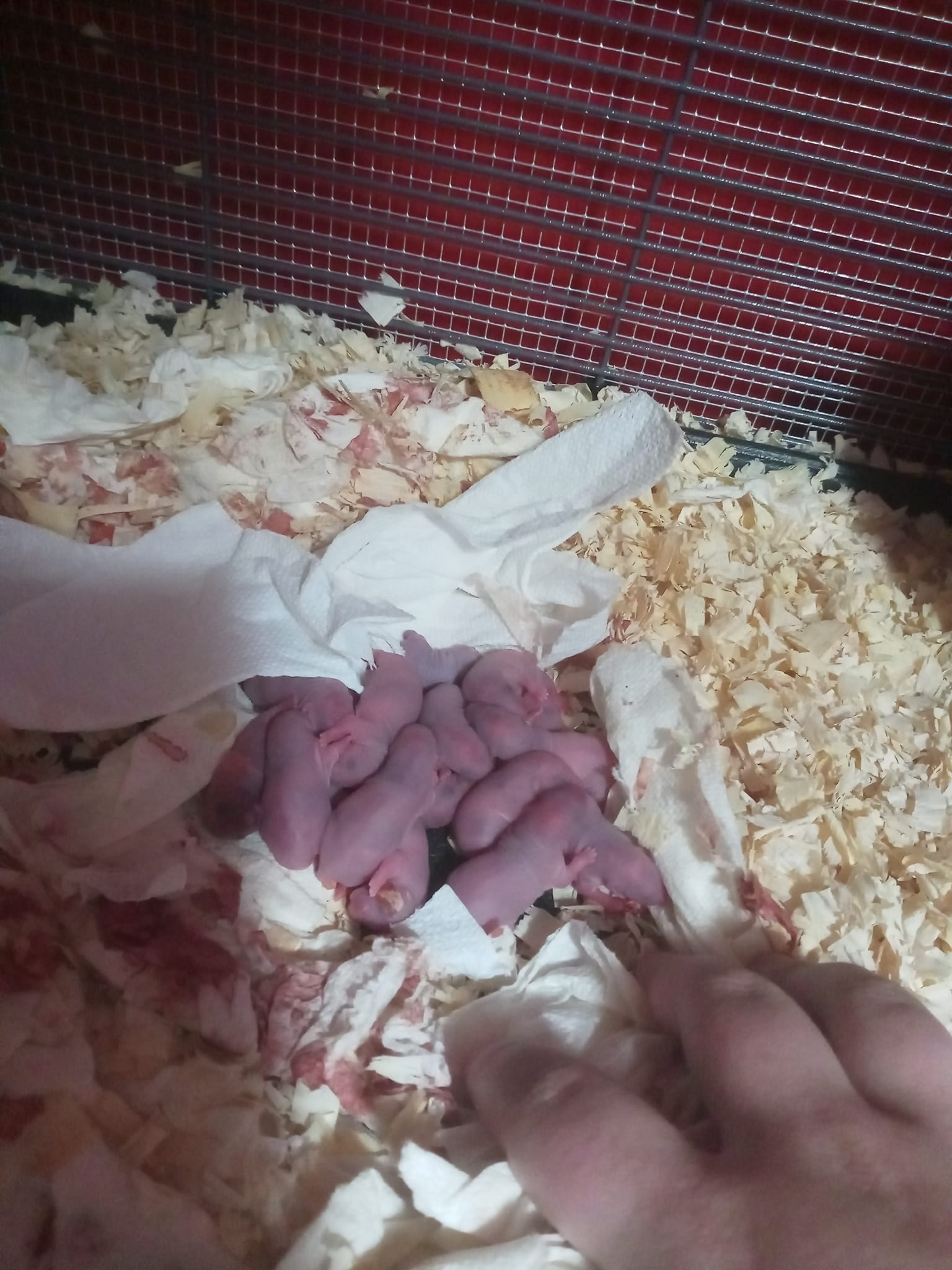 Tails of Talos Rattery | New Britain CT