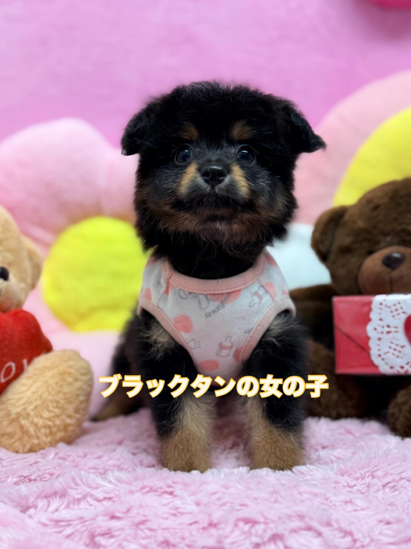 株)ドッグギャラリー - 株)ドッグギャラリー added a new photo — at 