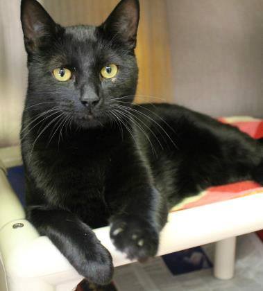 Guelph - Black Cat Fact Day 8: Black cats have luxurious dark