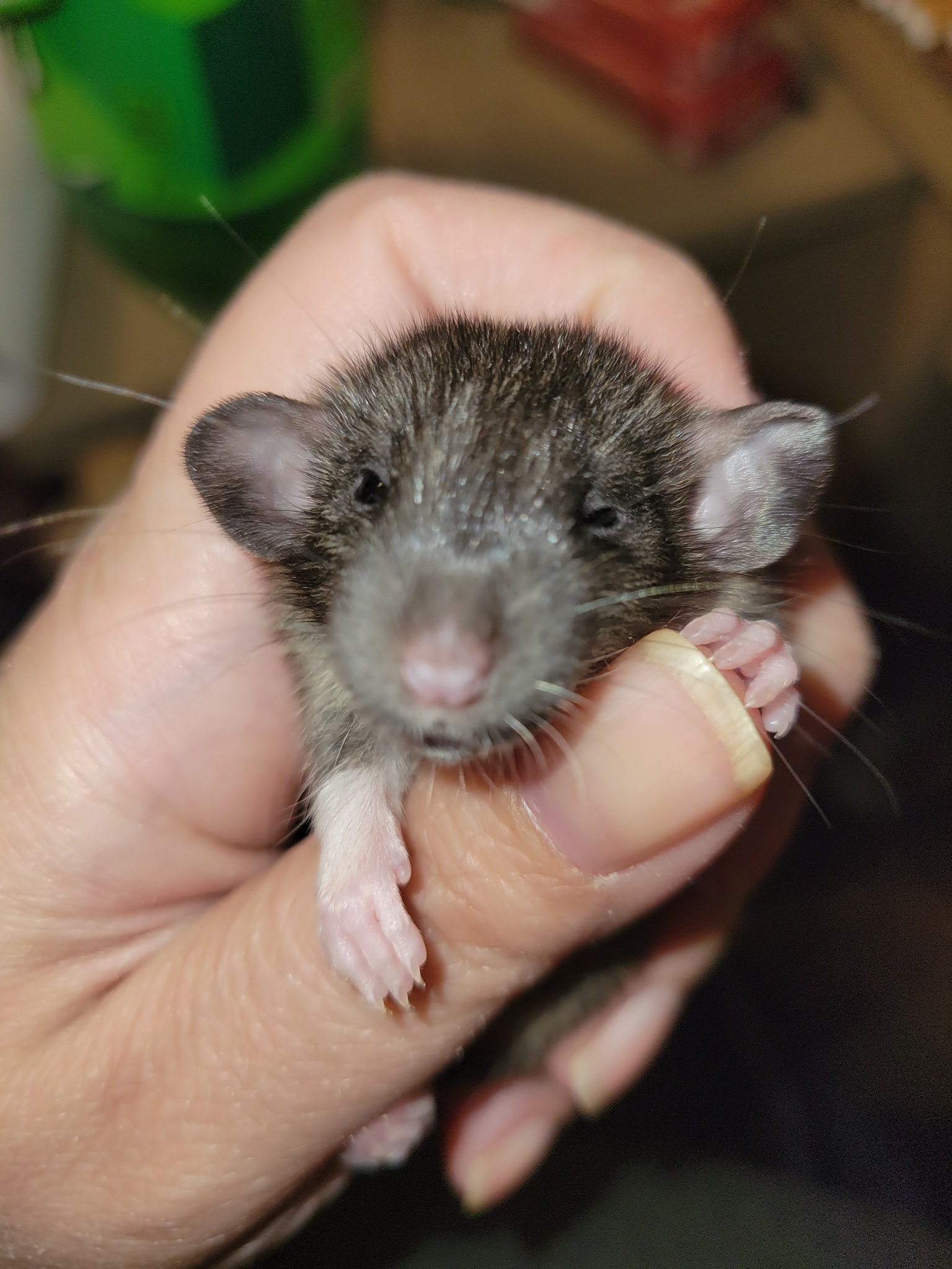 Nugget's Rattery - Newark, Ohio | Newark OH