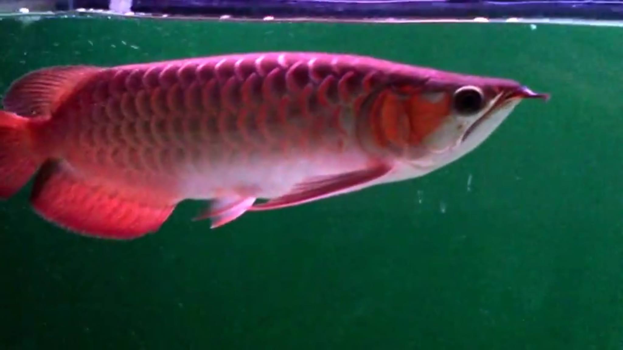 K T Fish Farm | Bangkok